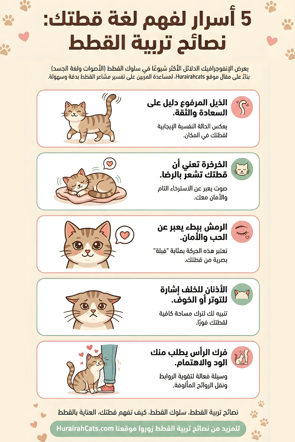 إنفوغرافيك يشرح لغة القطط: الذيل المرفوع والخرخرة والرمش البطيء وفرك الرأس وإشارات الأذنين