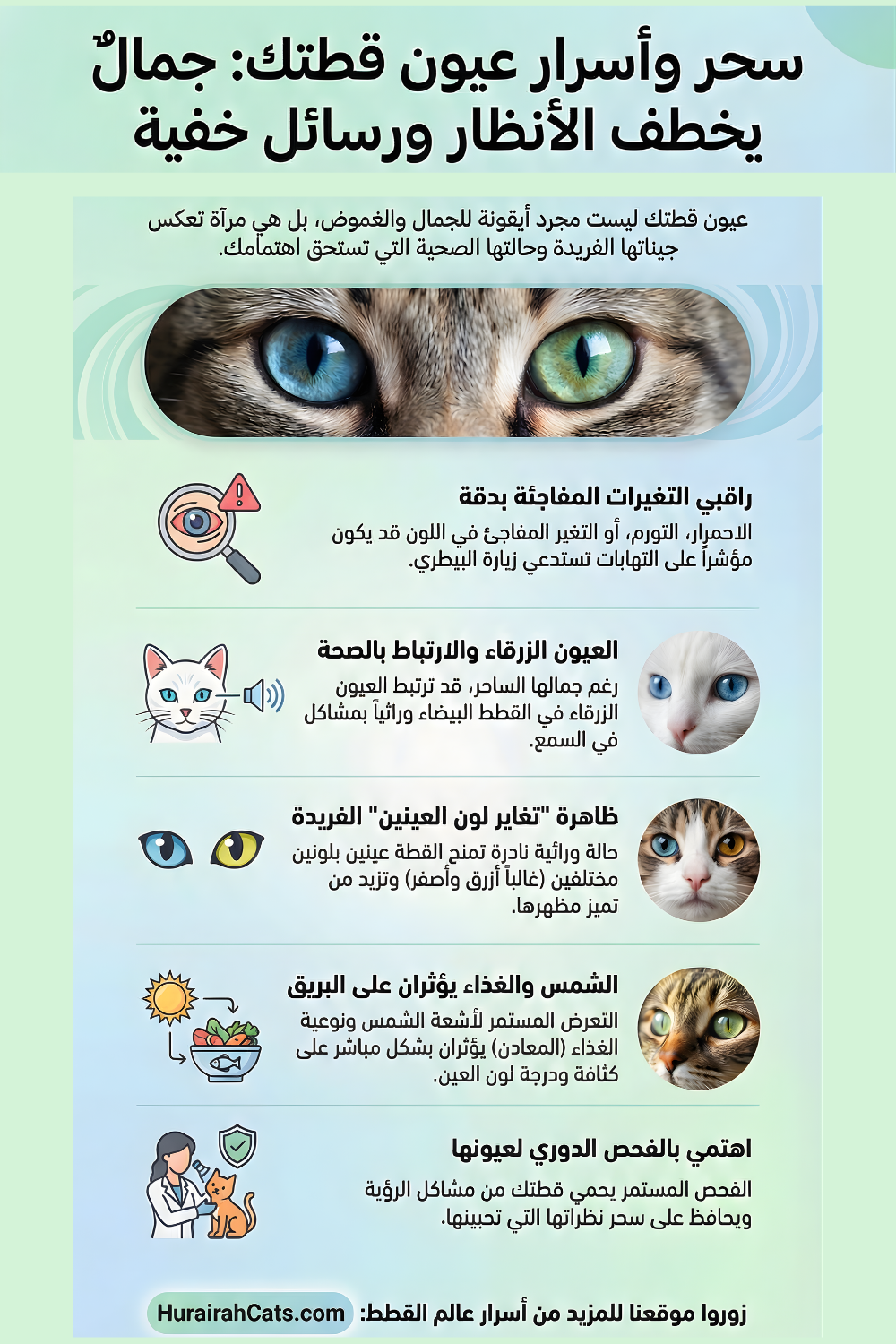 إنفوغرافيك يشرح عيون القطط من منظور علمي وجمالي، يوضّح الرؤية الليلية، ألوان العيون، ودلالات اتساع الحدقة.