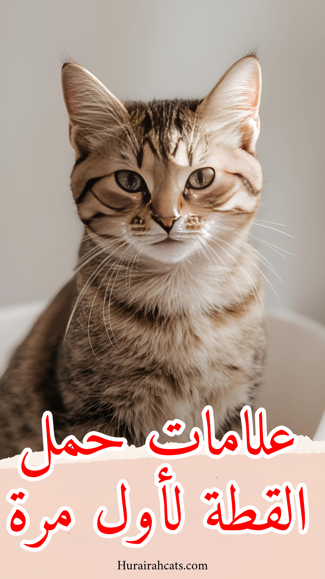 علامات حمل القطة لأول مرة