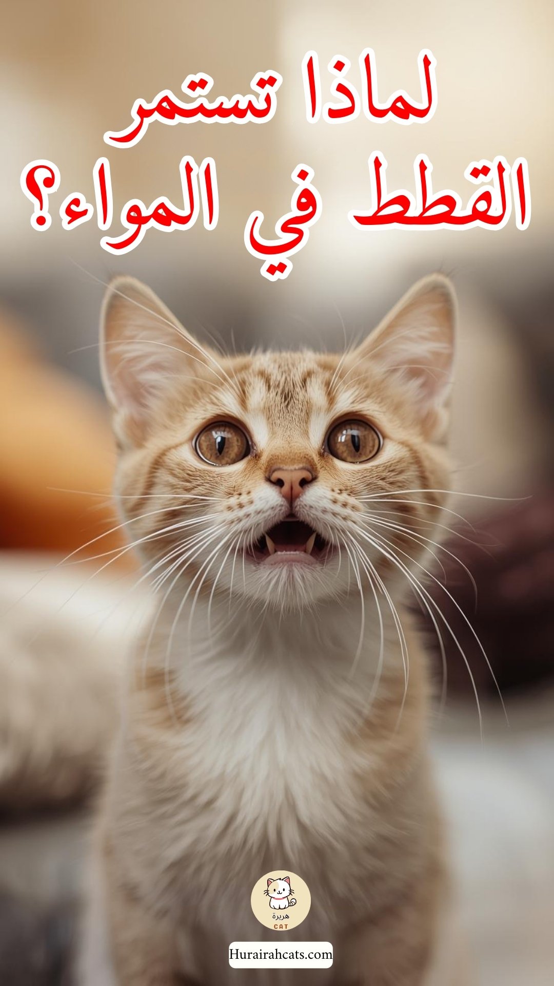 لماذا تستمر القطط في المواء؟