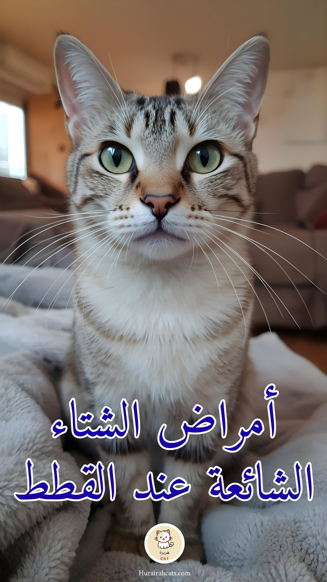 أمراض الشتاء الشائعة عند القطط