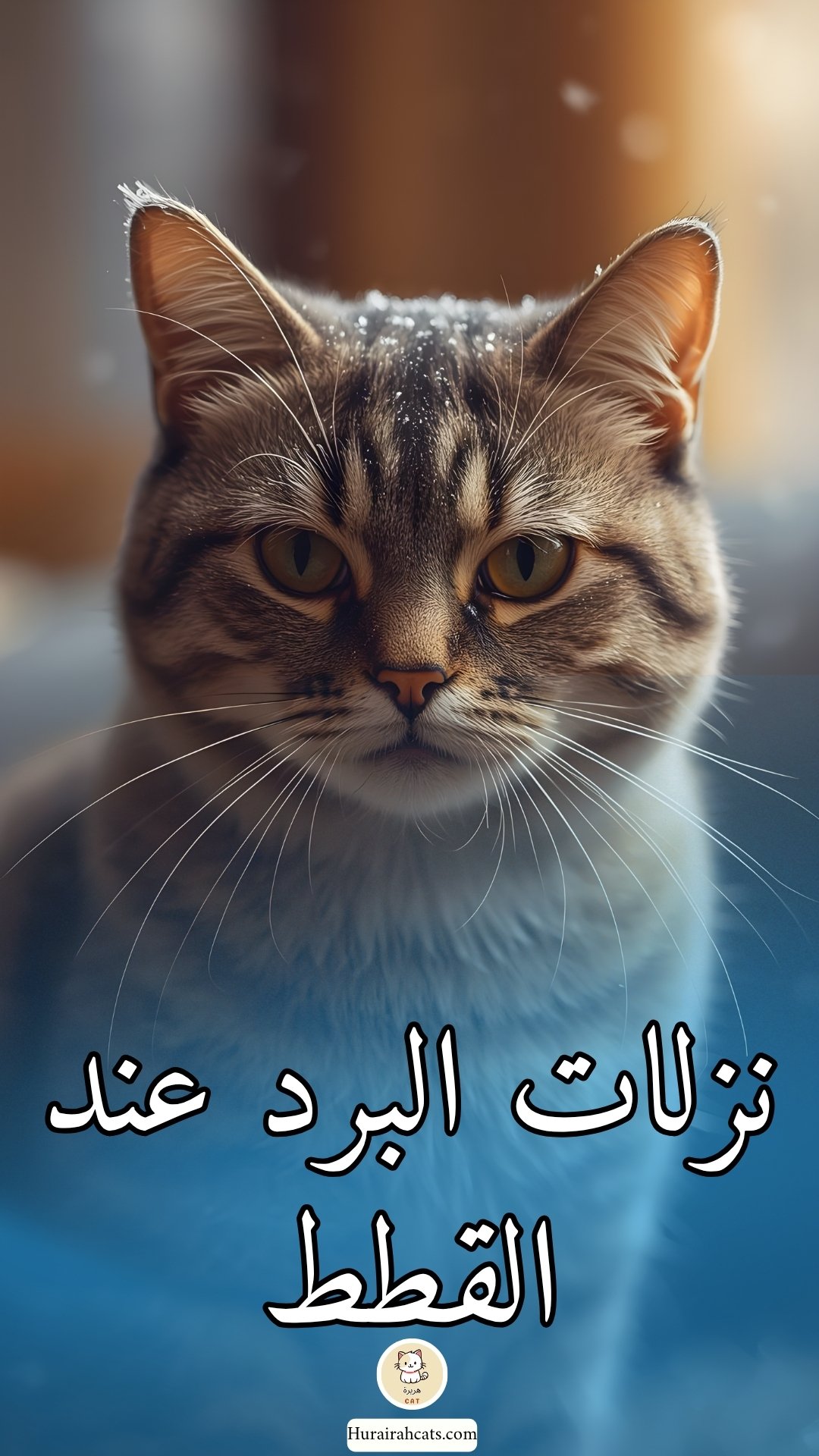 نزلات البرد عند القطط