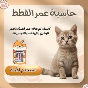 حاسبة عمر القطط أداة تساعد على معرفة كم يعادل عمر القطة بالعمر البشري بطريقة سهلة