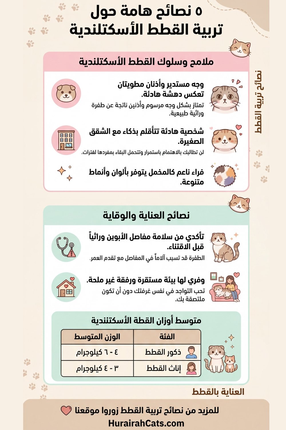 إنفوغرافيك يعرض معلومات ممتعة عن القطط الأسكتلندية مثل شكل الأذنين المميز، طبيعتها الهادئة، وسلوكها اللطيف مع البشر.