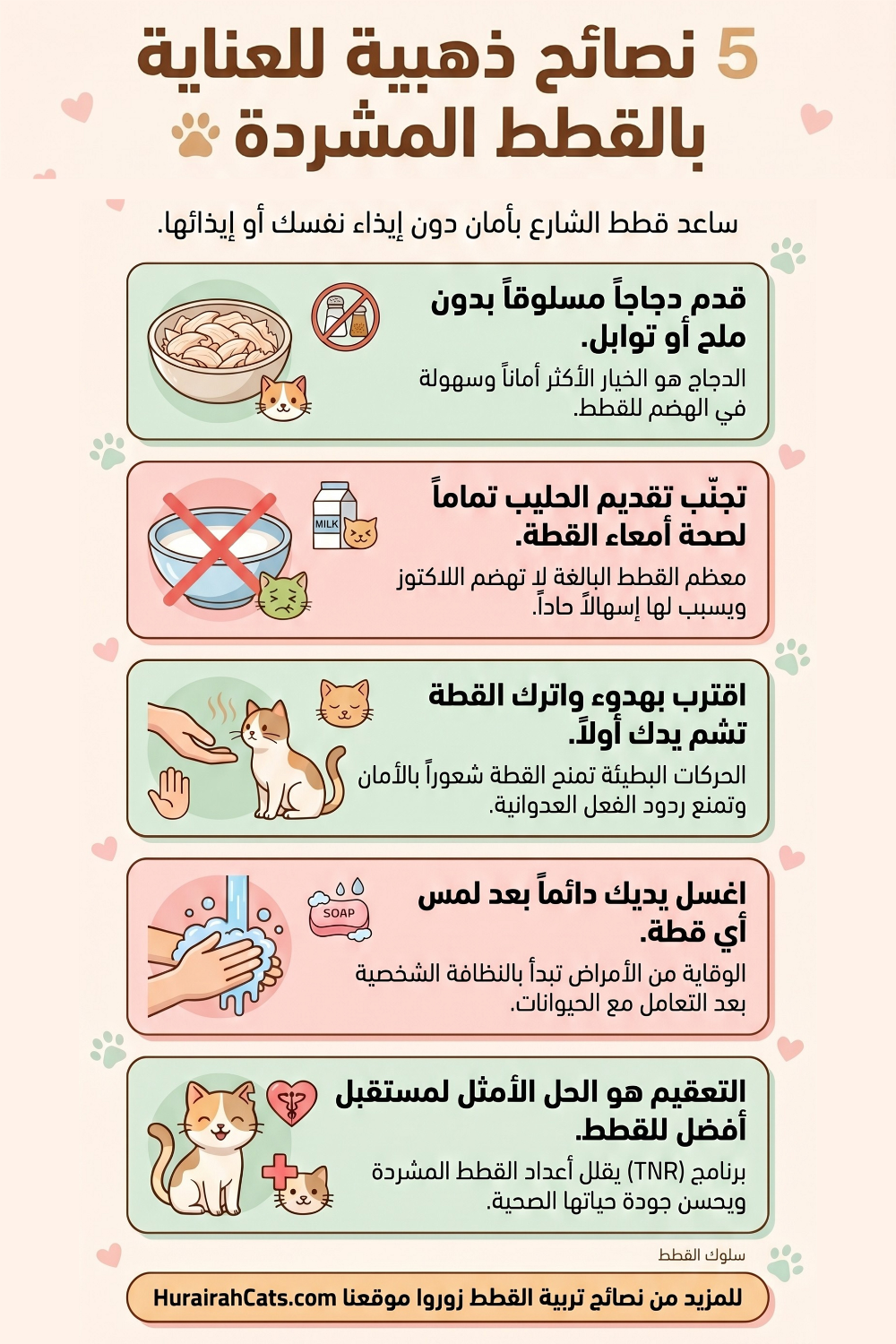 يد تقدم طبق طعام لقطة شارع حذرة في بيئة خارجية كجزء من الرعاية الإنسانية لقطط الشارع