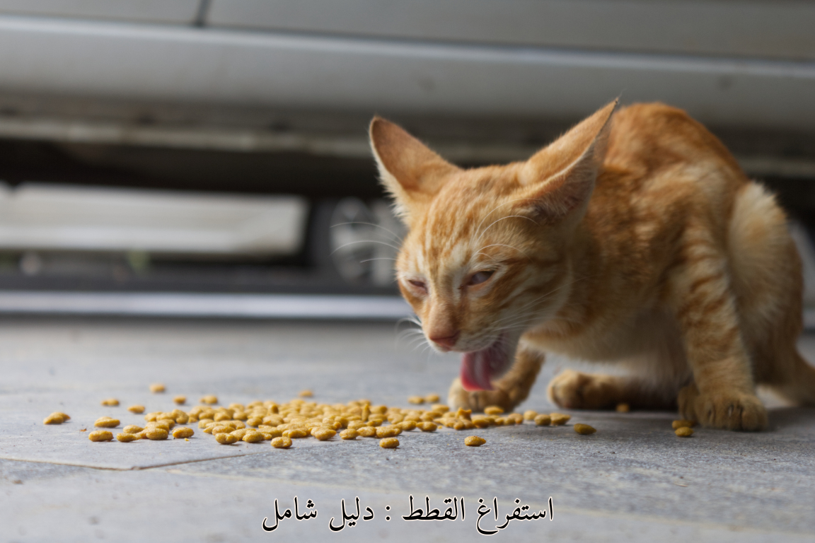  استفراغ القطط : دليل شامل😼