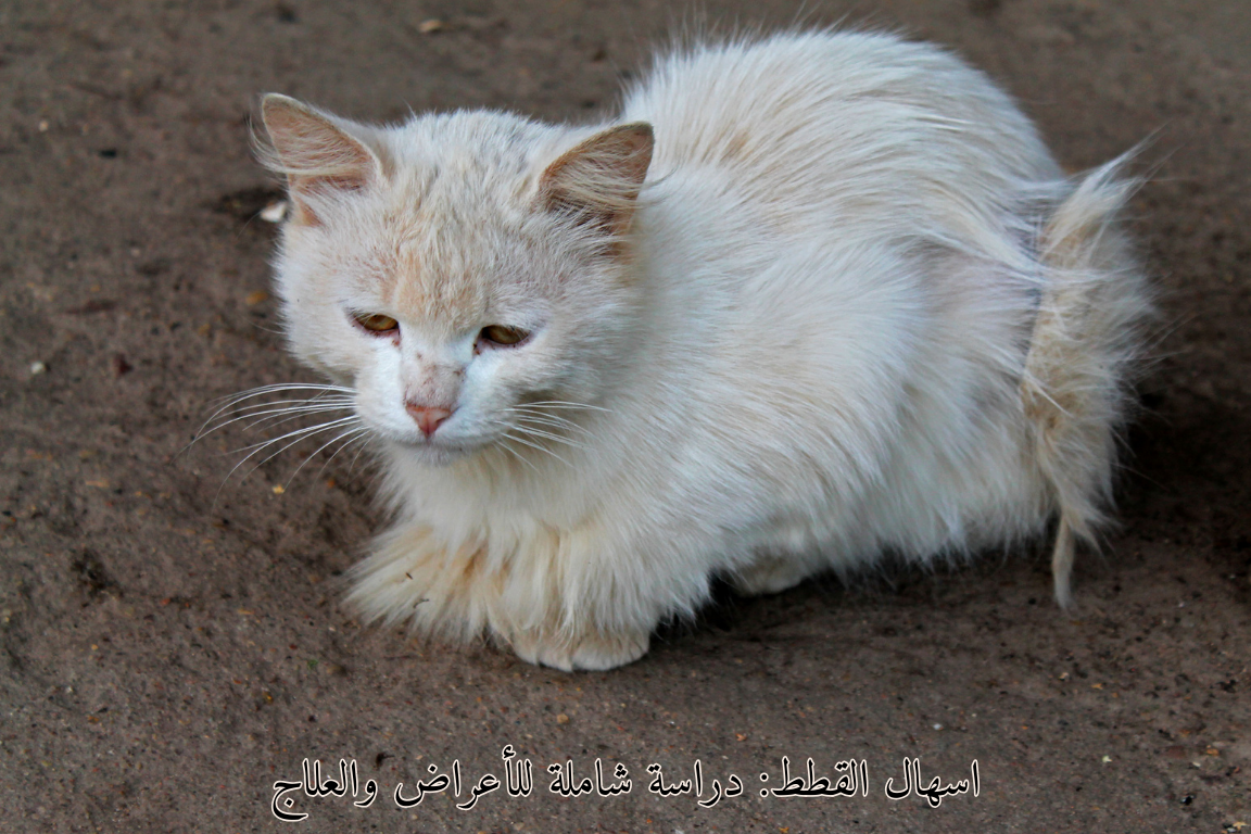  اسهال القطط: دراسة شاملة للأعراض والعلاج🐾