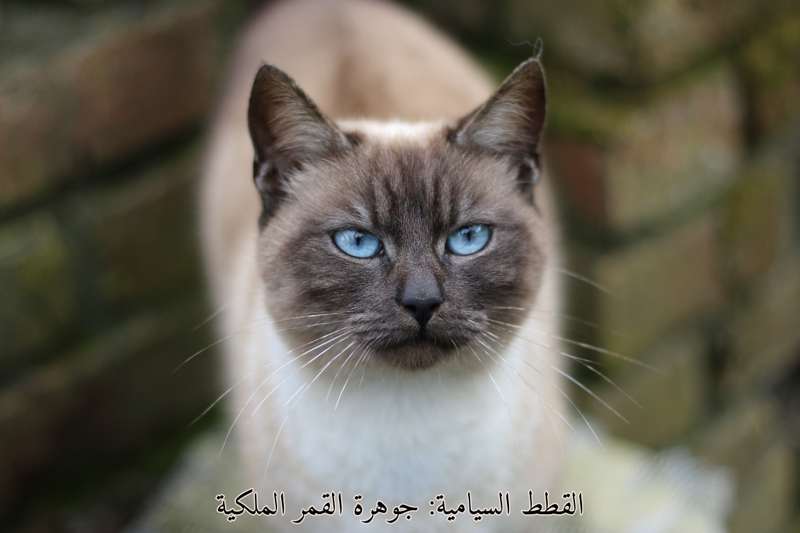 القطط السيامية: جوهرة القمر الملكية 😸