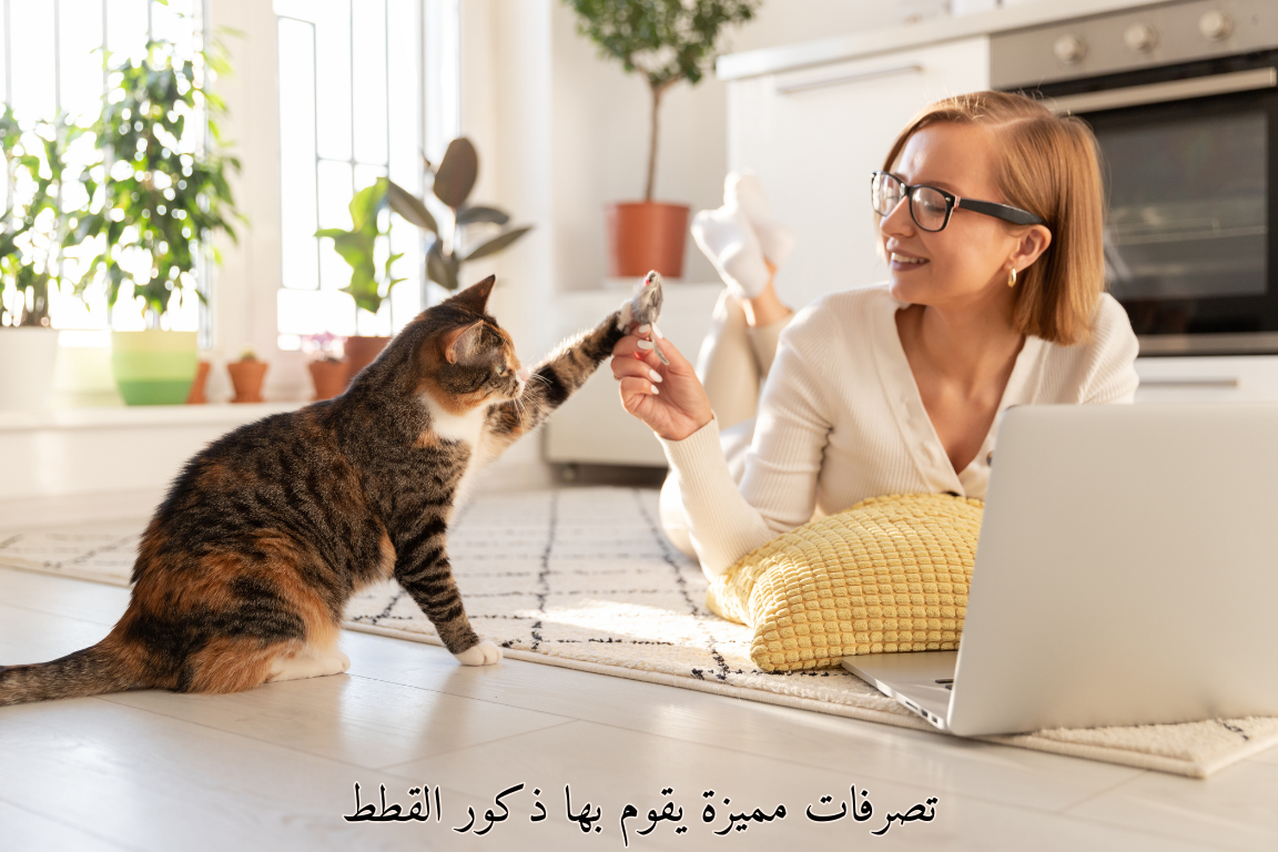 تصرفات مميزة يقوم بها ذكورالقطط: اكتشف لماذا تفعلها معك فقط!🐆