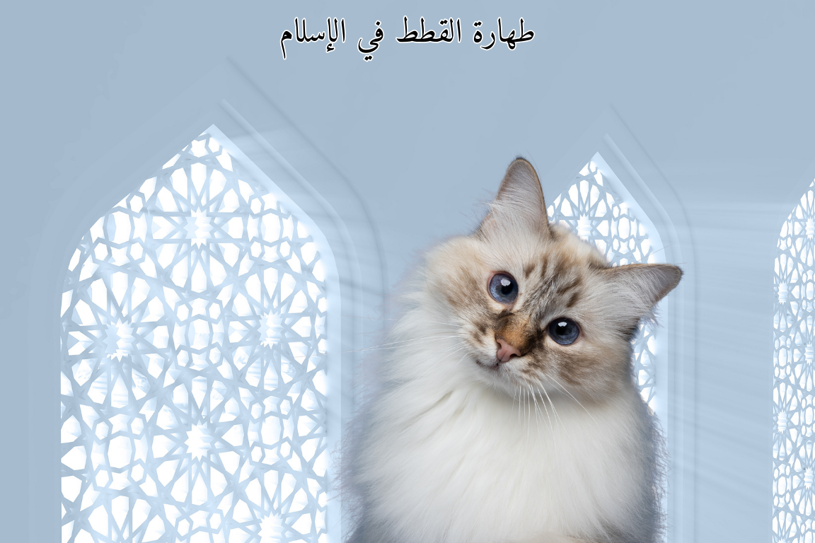 طهارة القطط في الإسلام😼