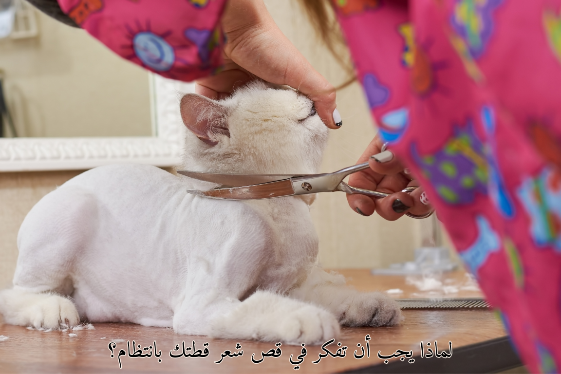 فوائد حلاقة شعر القطط: لماذا يجب أن تفكر في قص شعر قطتك بانتظام؟🐾😸