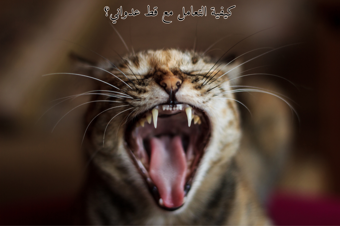 كيفية التعامل مع قط عدواني؟🐾😺