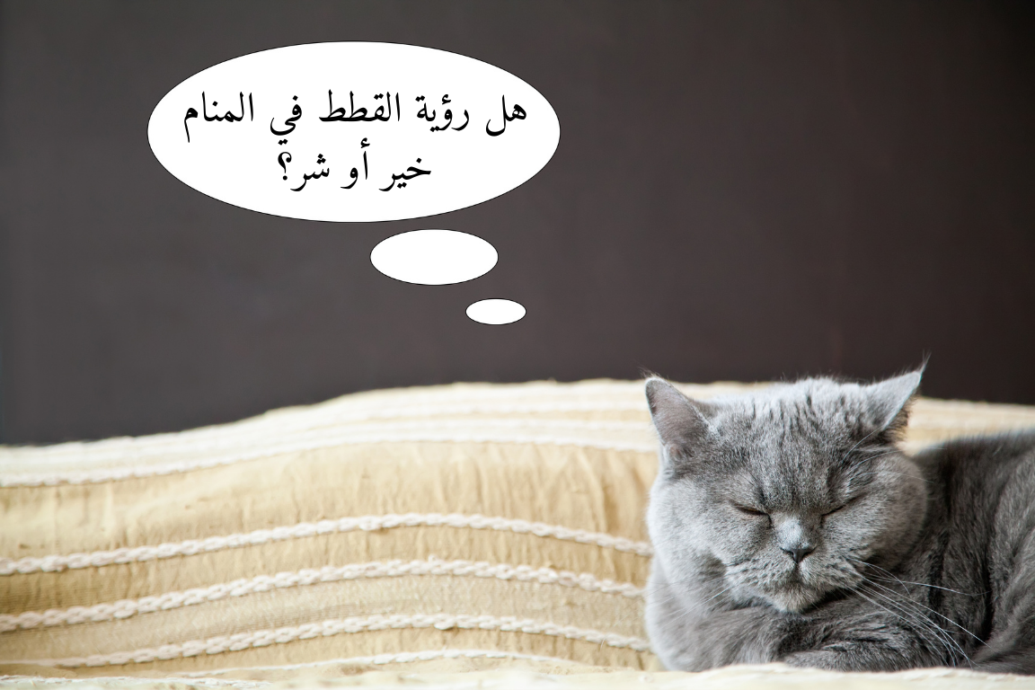 هل رؤية القطط في المنام خير أو شر؟🐾💤